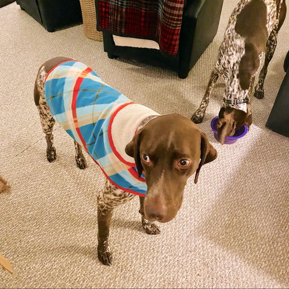 old navy dog coat